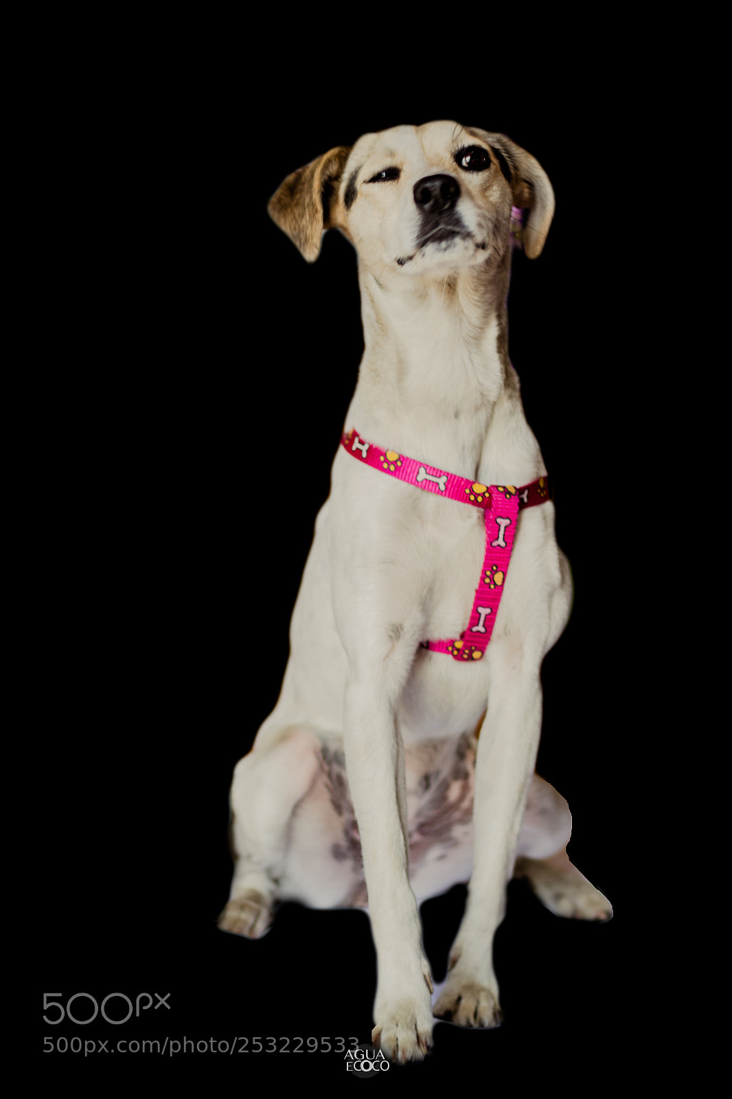 Canon EOS 7D sample photo. Dogs | aguaecoco photography
