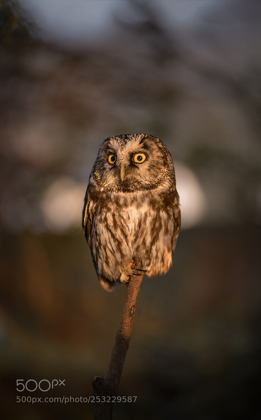 Nikon D850 sample photo. Last light photography