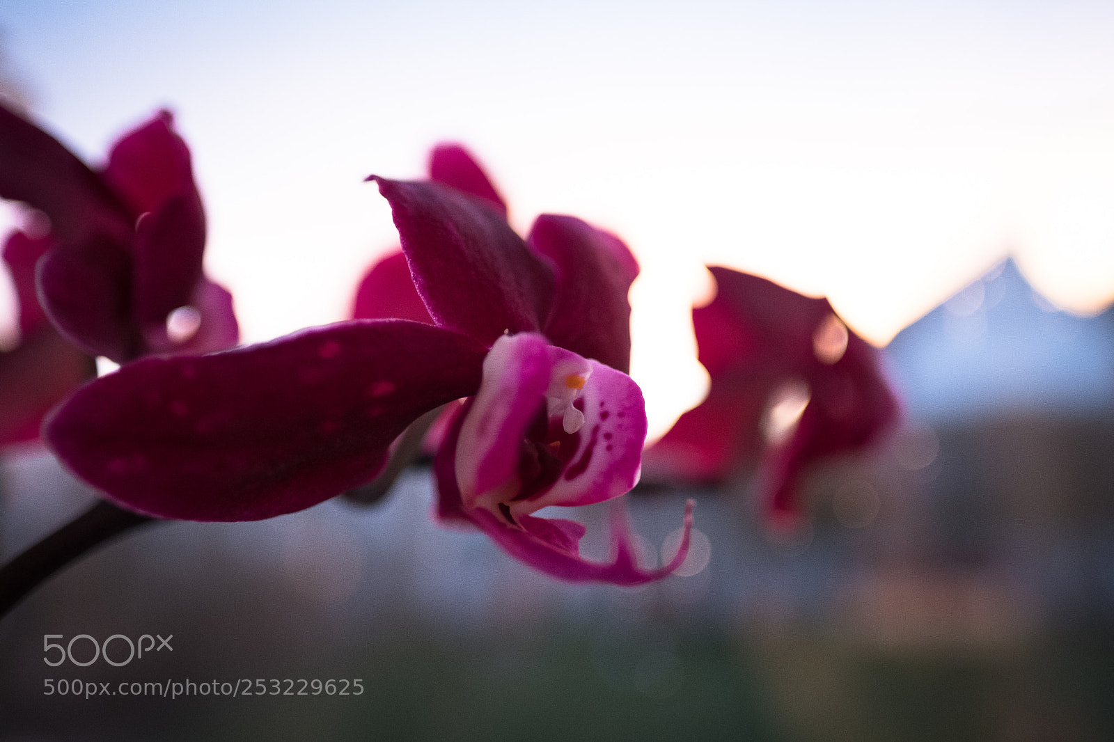 Fujifilm X-T2 sample photo. Untitled photography