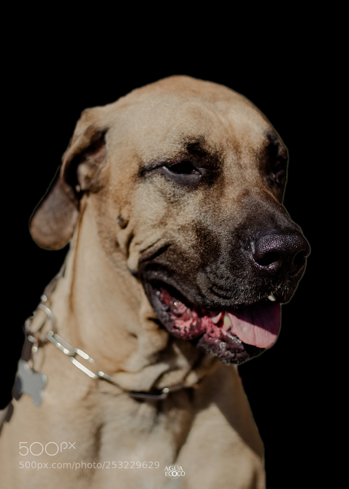 Canon EOS 7D sample photo. Dogs | aguaecoco photography