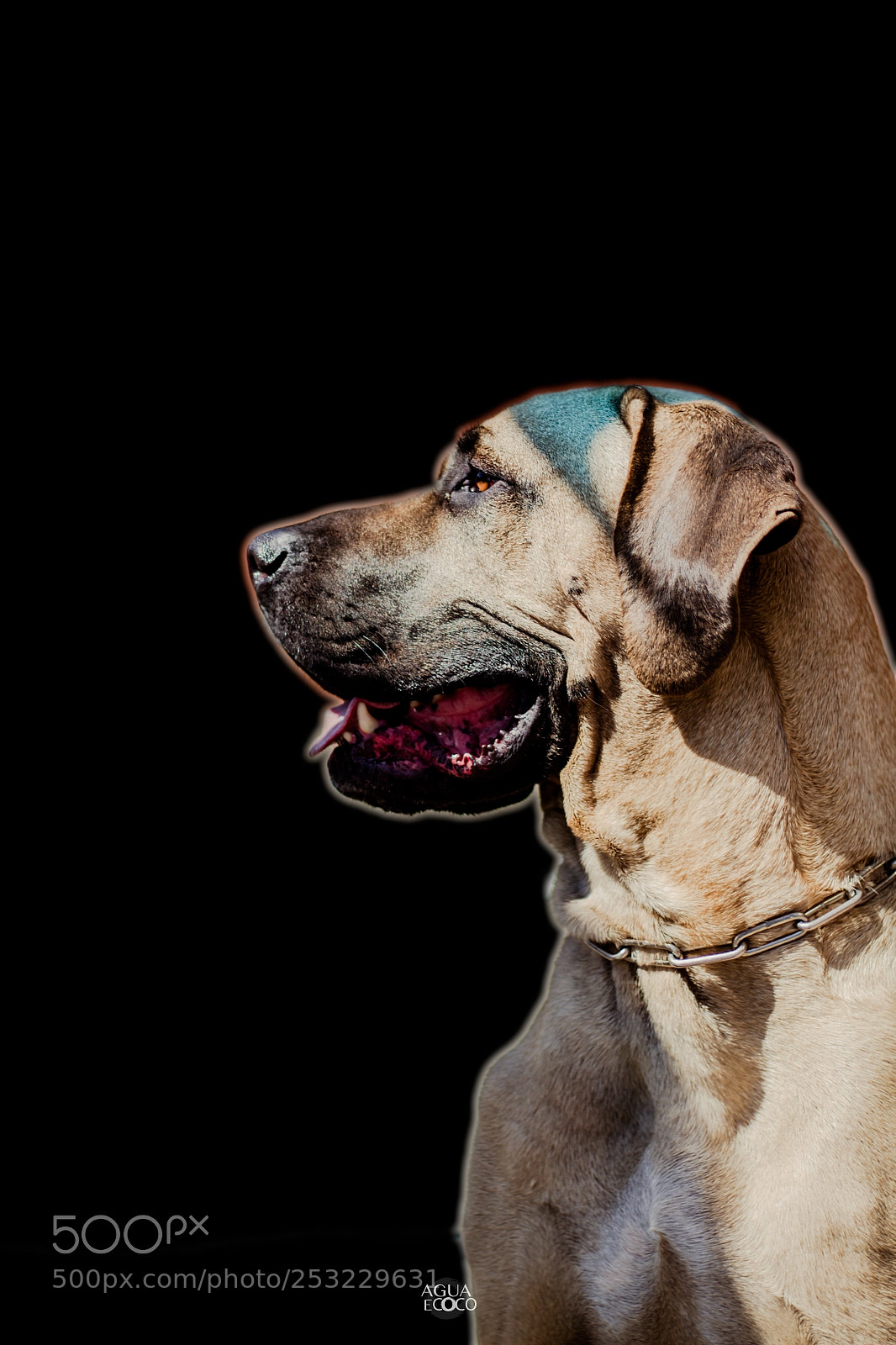 Canon EOS 7D sample photo. Dogs | aguaecoco photography