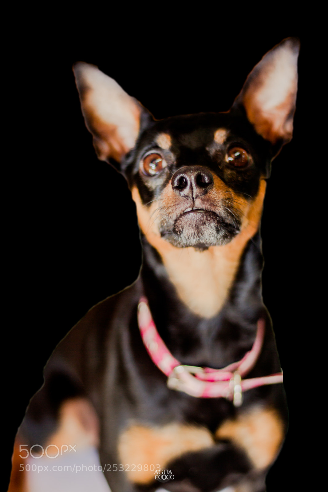 Canon EOS 7D sample photo. Dogs | aguaecoco photography