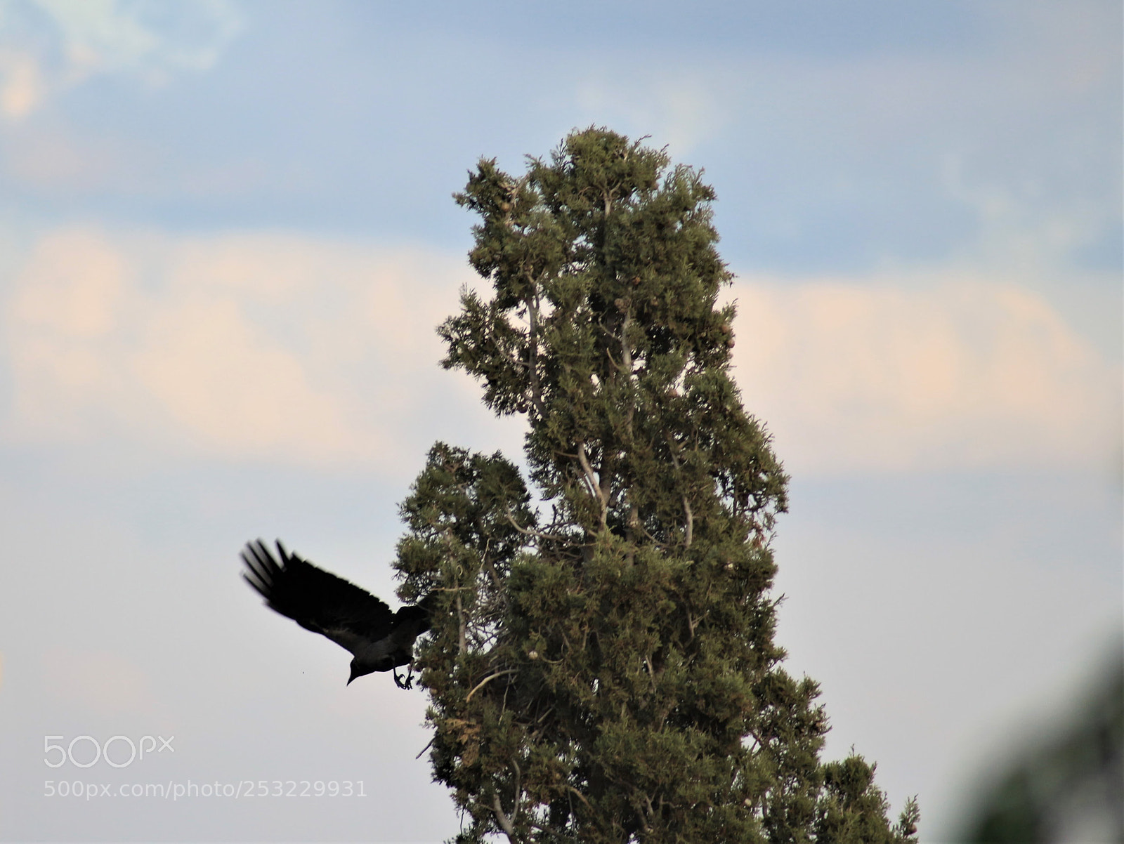 Canon EOS 700D (EOS Rebel T5i / EOS Kiss X7i) sample photo. Fly away photography