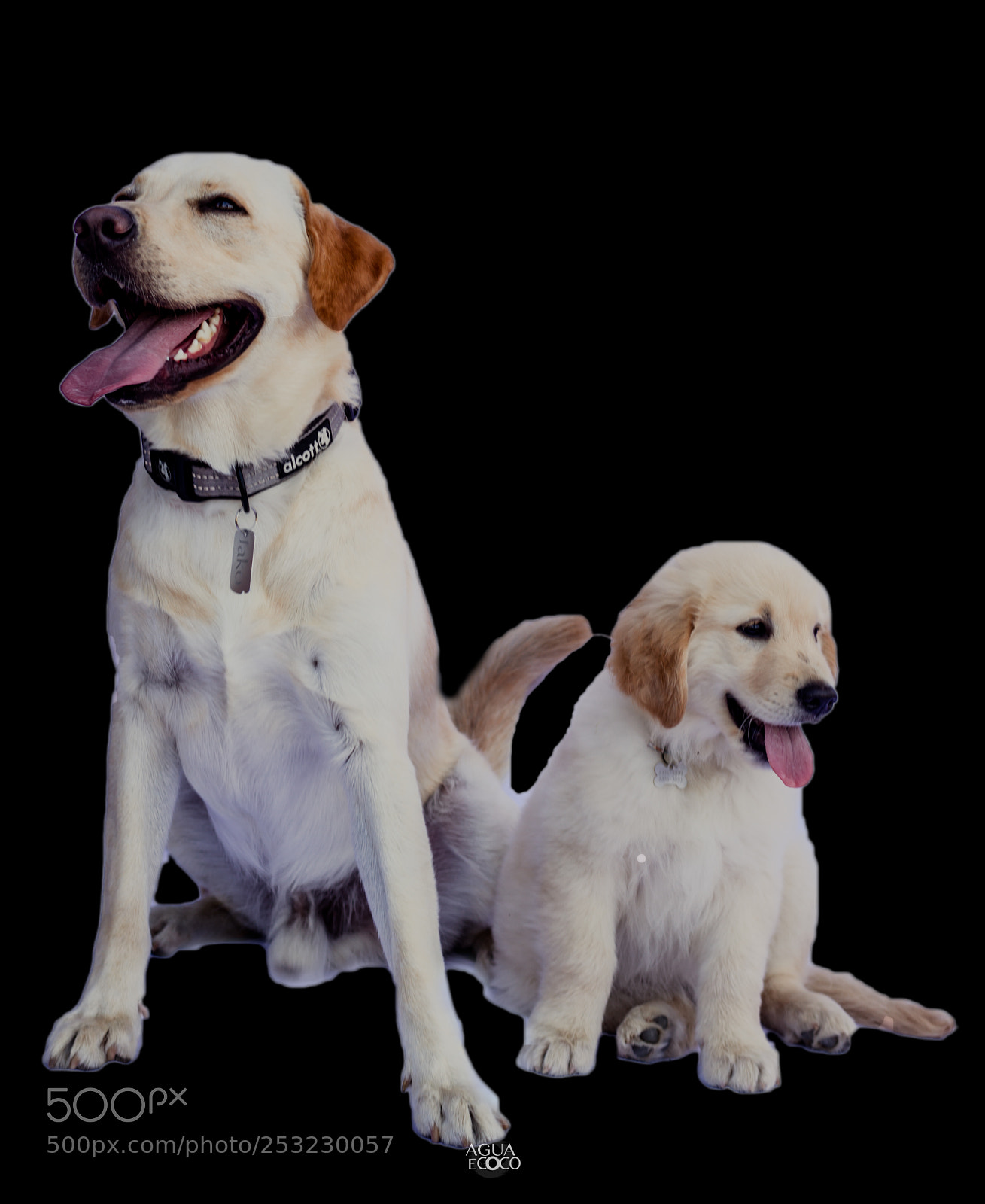 Canon EOS 7D sample photo. Dogs | aguaecoco photography