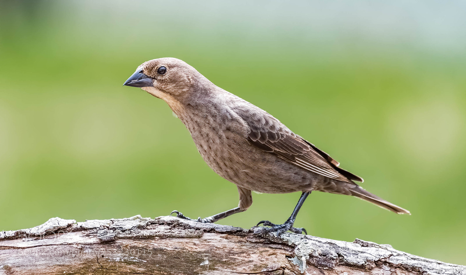 Nikon D500 sample photo. Cowbird curious look photography