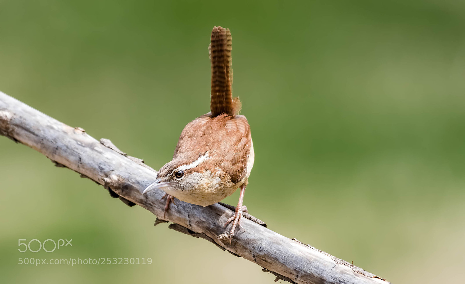 Nikon D500 sample photo. Carolina wren photography