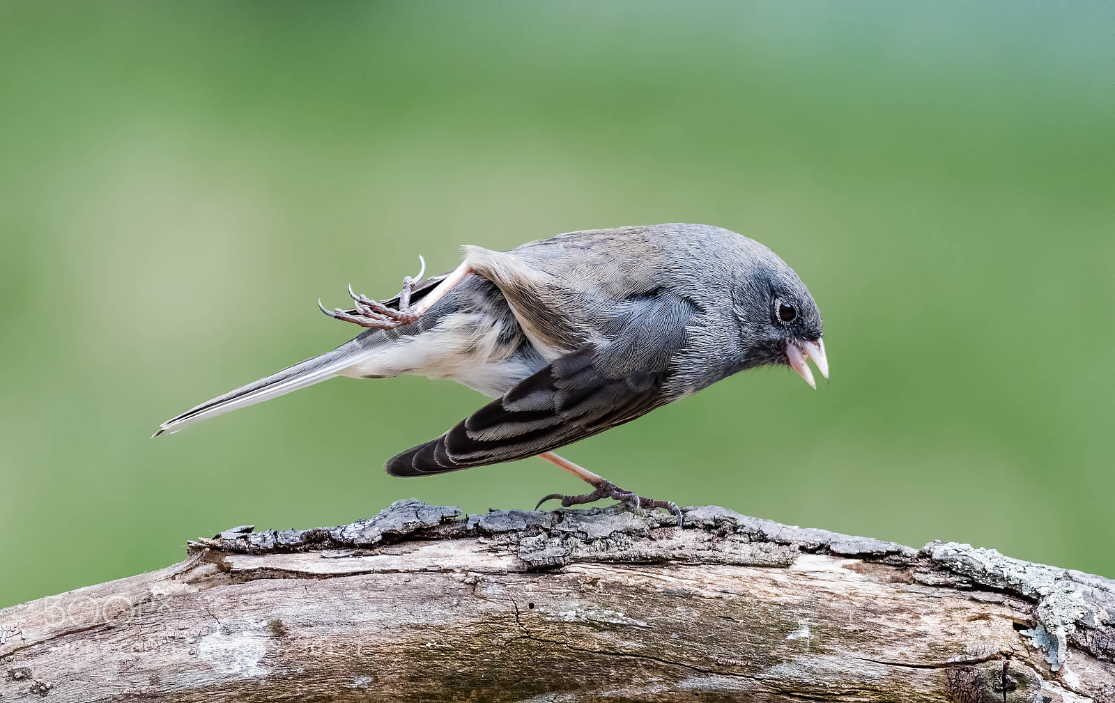 Nikon D500 sample photo. Junco taiji photography