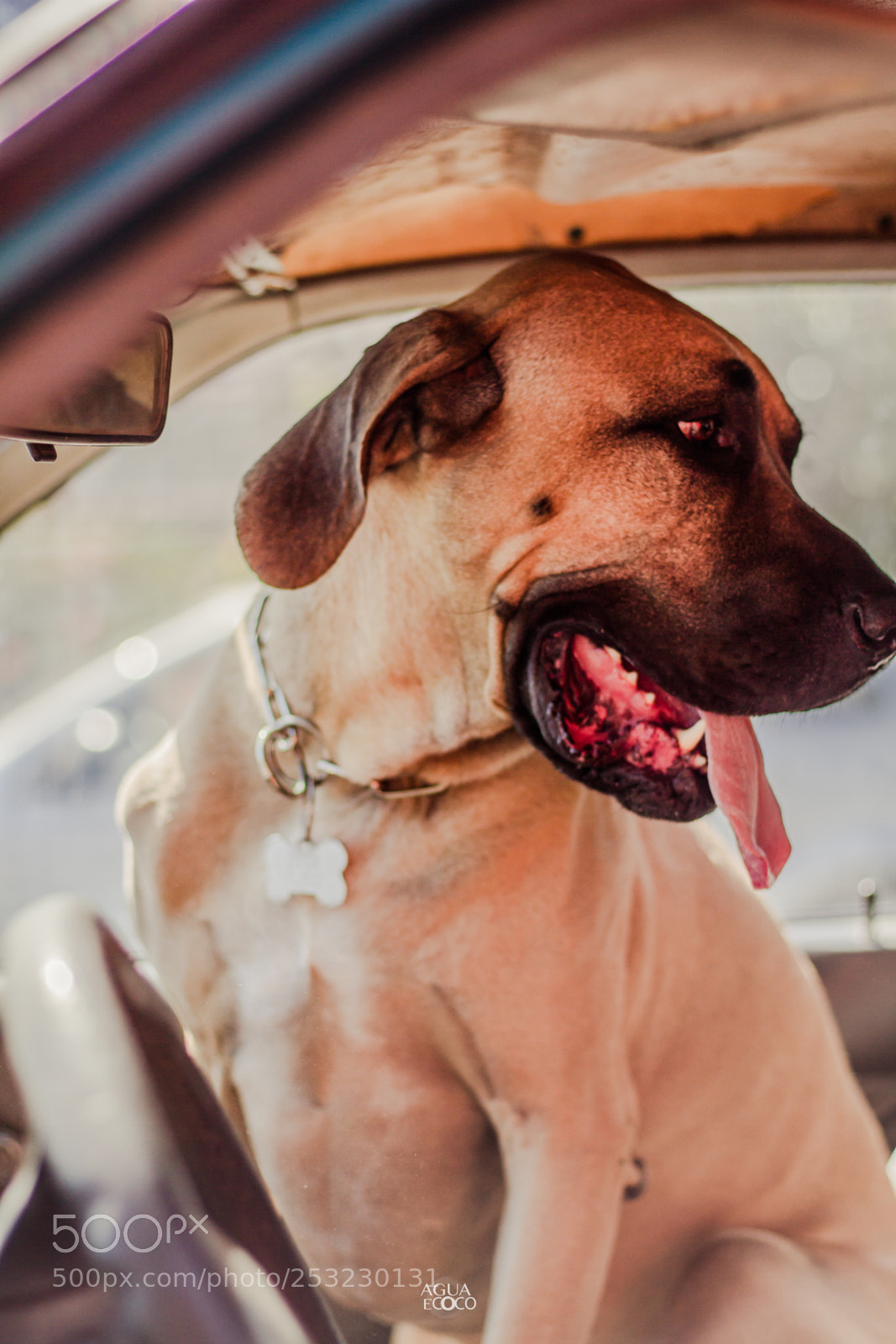 Canon EOS 7D sample photo. Dogs | aguaecoco photography