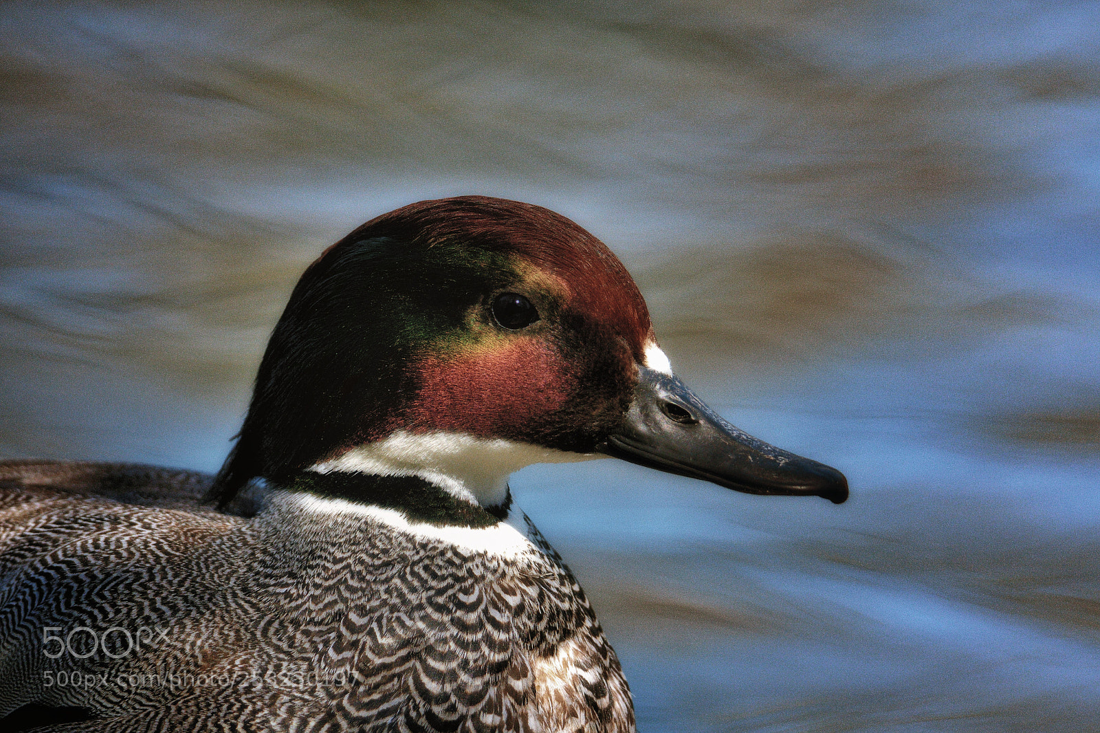 Nikon D500 sample photo. Falcated duck portrait photography