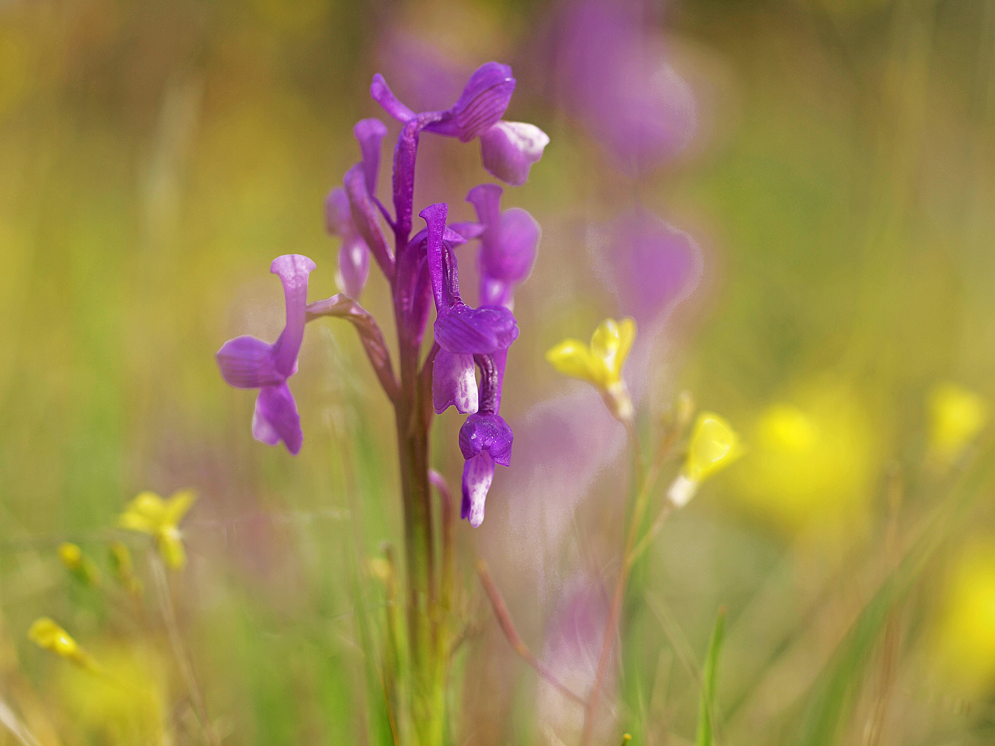 Olympus E-30 sample photo. Orquideas photography