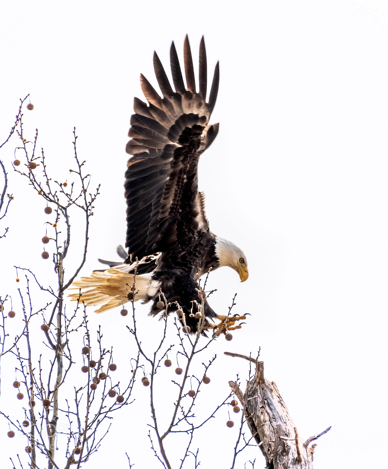Nikon D850 sample photo. Bald eagle photography