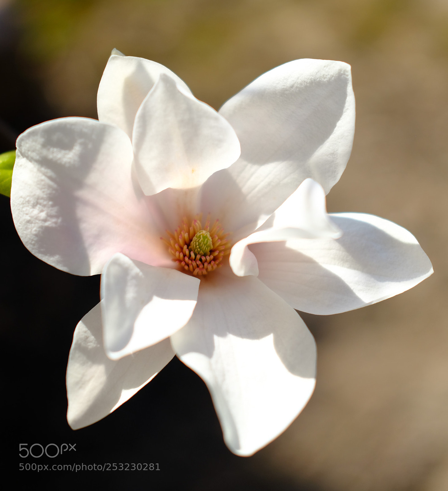 Fujifilm X-T2 sample photo. Magnolia flower photography