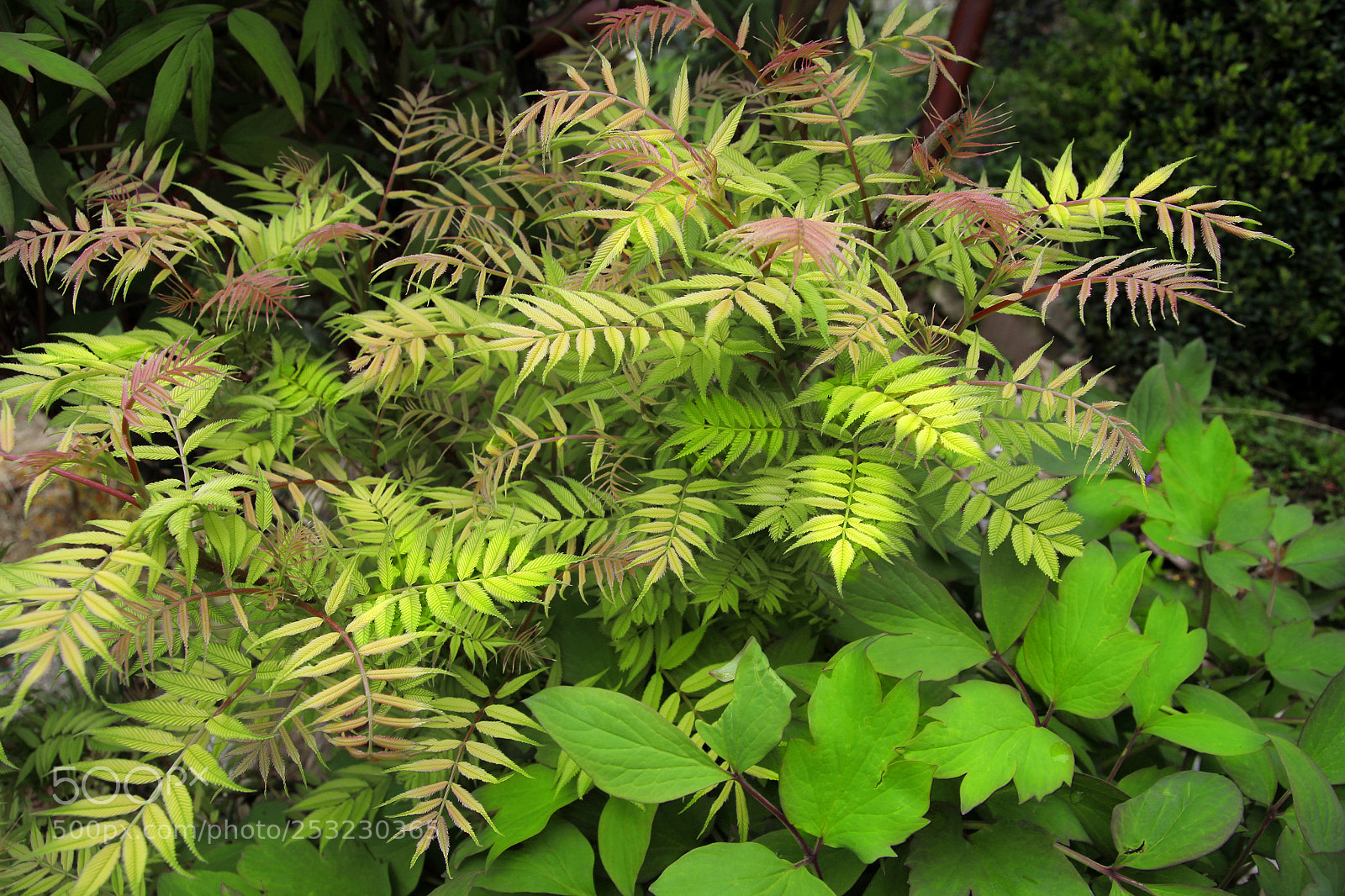 Canon EOS 650D (EOS Rebel T4i / EOS Kiss X6i) sample photo. Foliage photography
