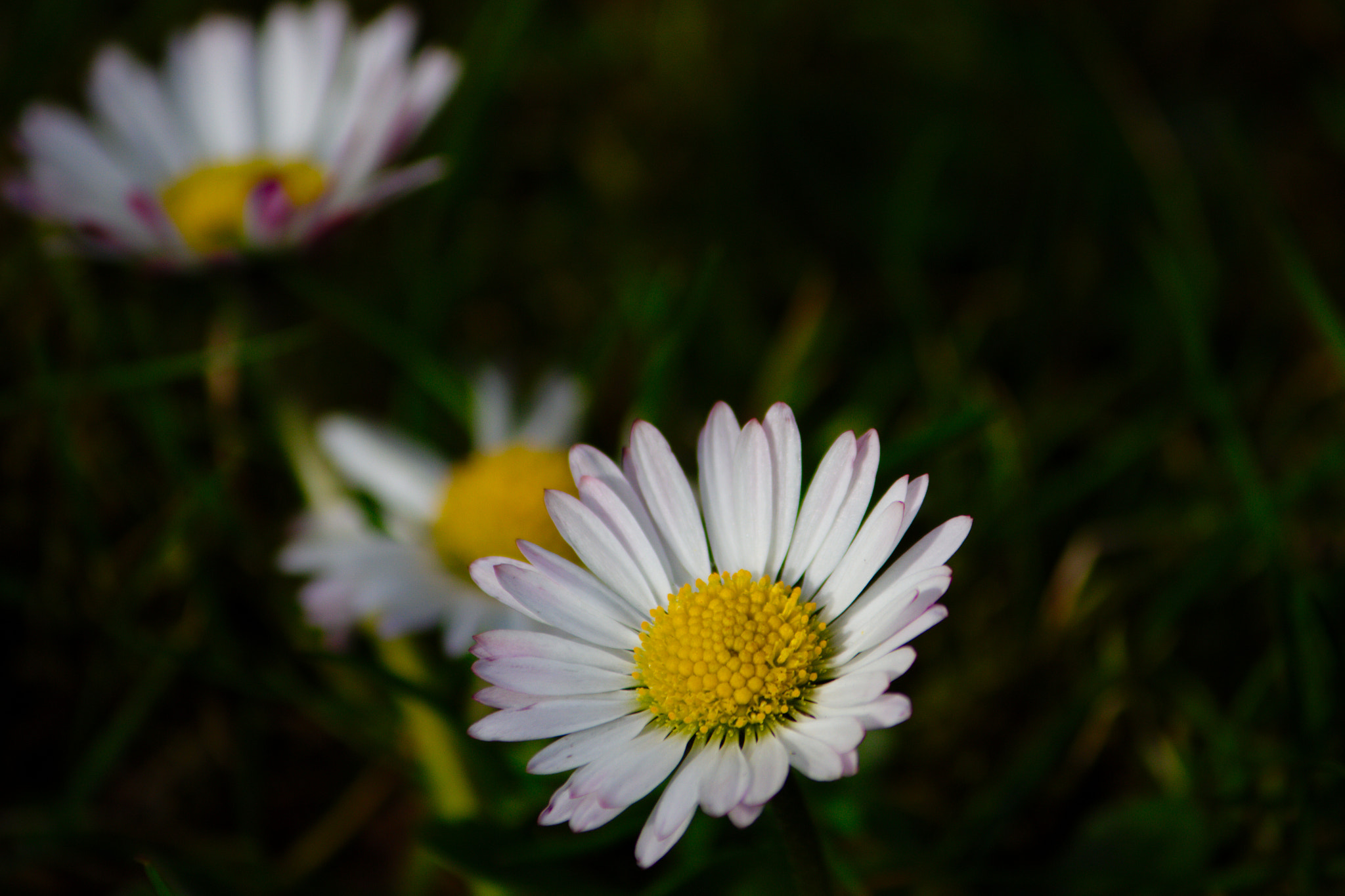 Canon EOS 7D + Canon EF-S 55-250mm F4-5.6 IS II sample photo. Daisies... photography