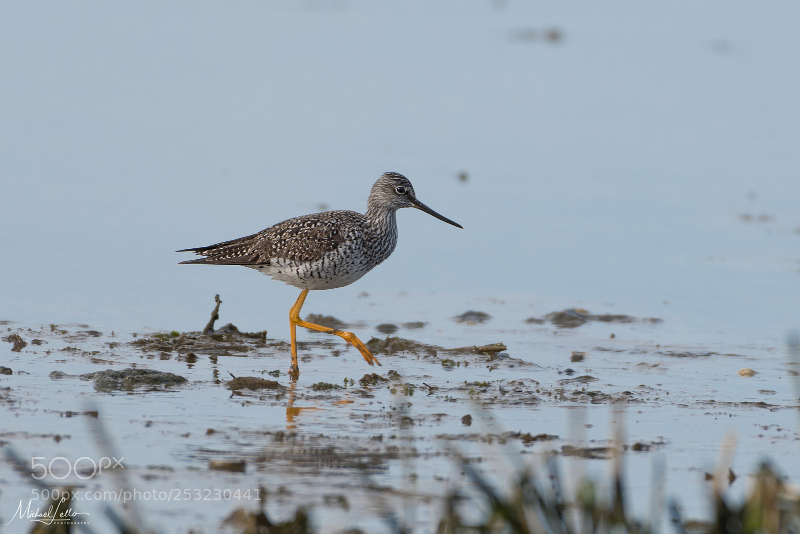 Nikon D500 sample photo. Yellowlegs prance photography