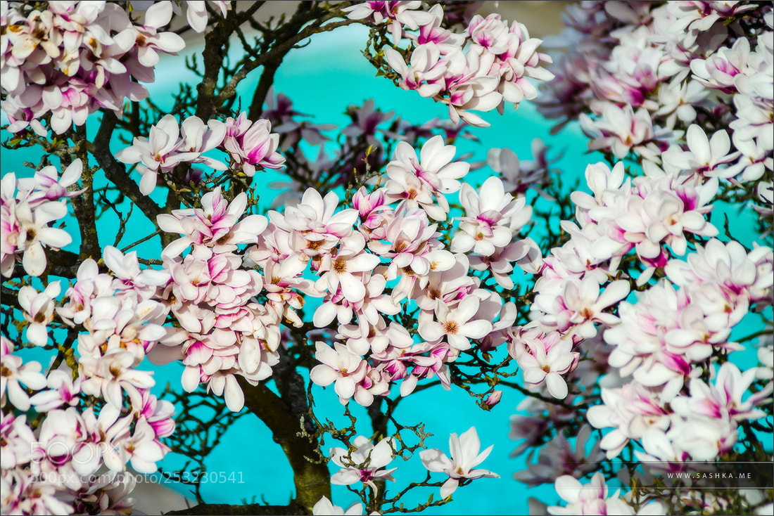 Sony a99 II sample photo. Beautiful pink magnolia on photography