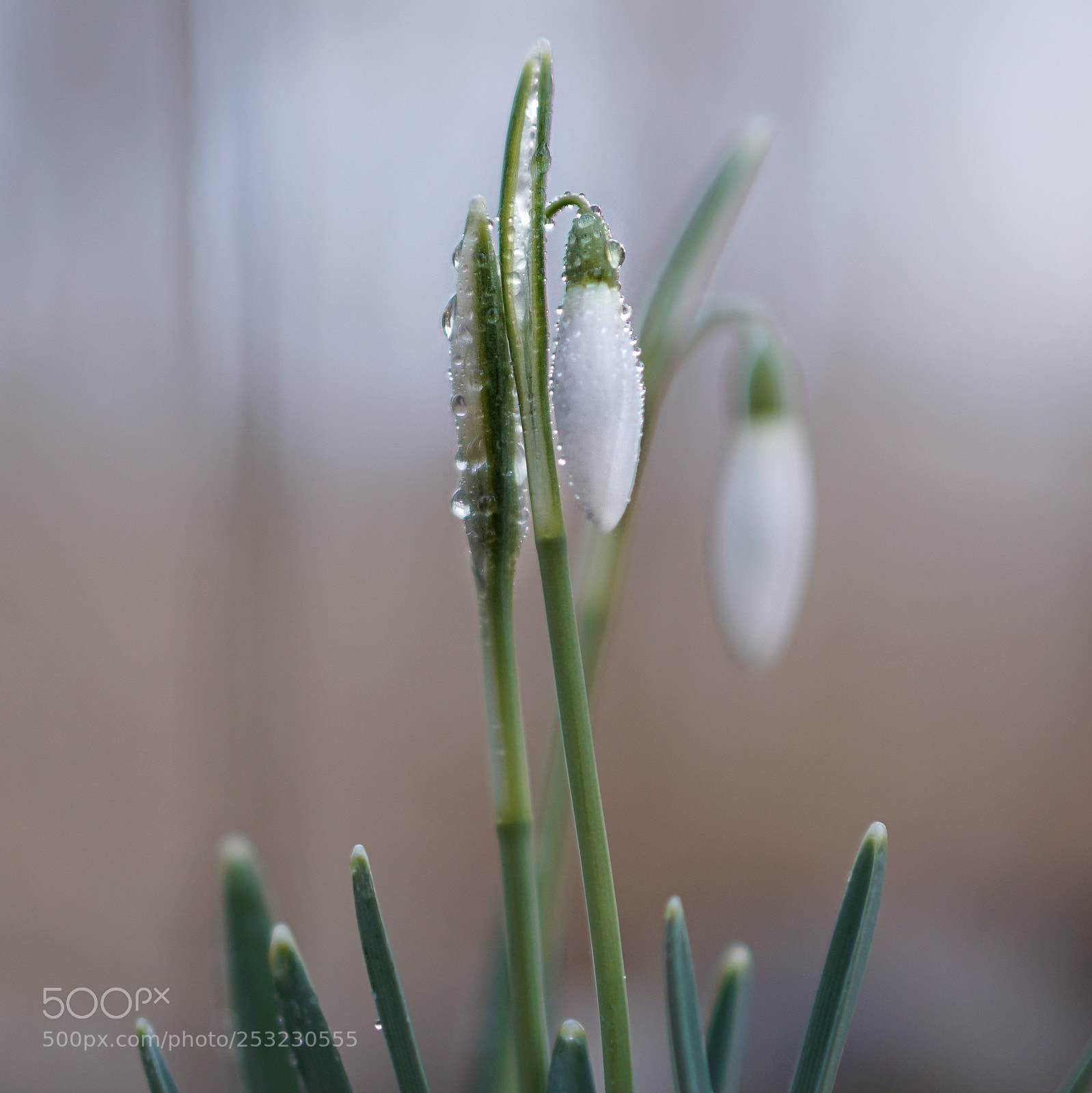 Sony a6000 sample photo. Spring rain photography