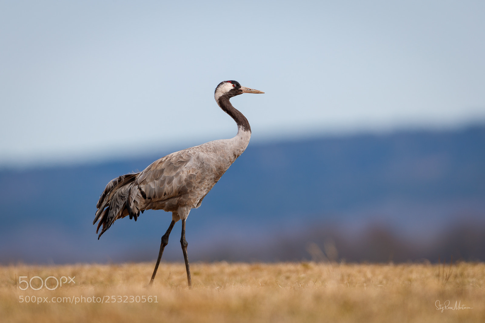 Canon EOS-1D X Mark II sample photo. Crane photography