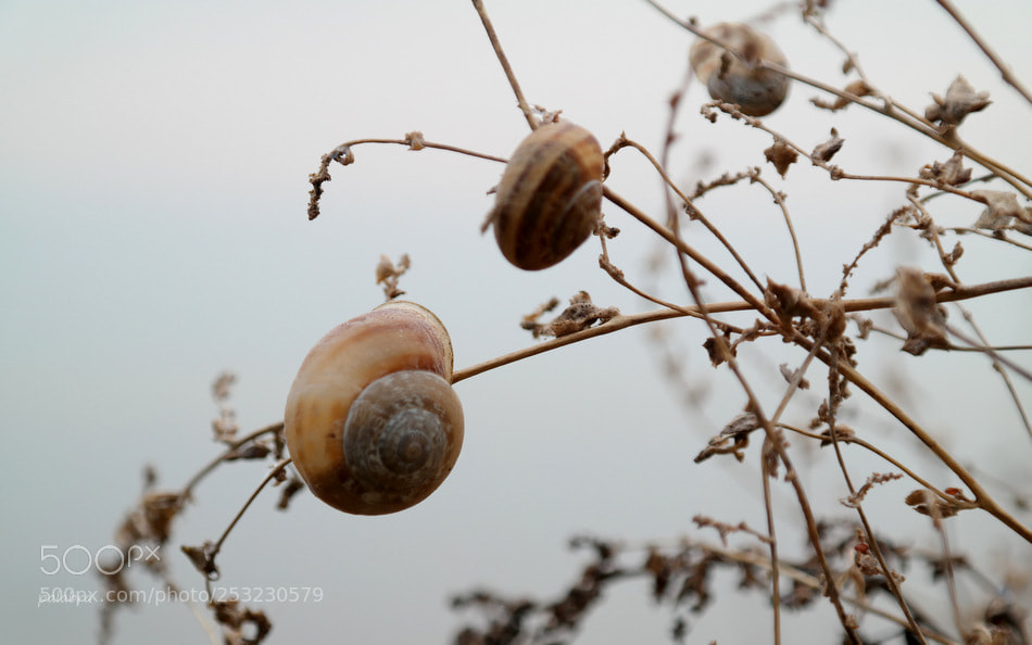 Samsung NX30 sample photo. ... photography