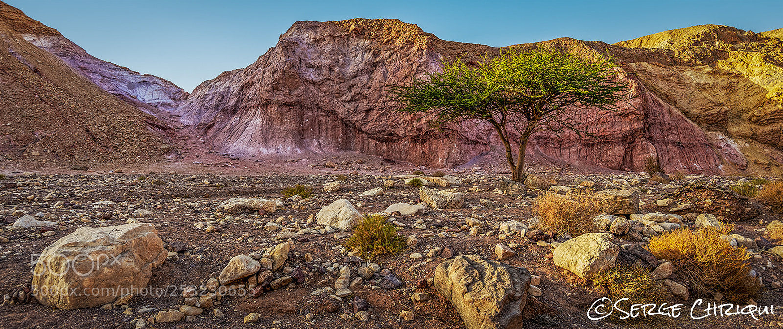 Nikon D800E sample photo. Desert acacia of the photography