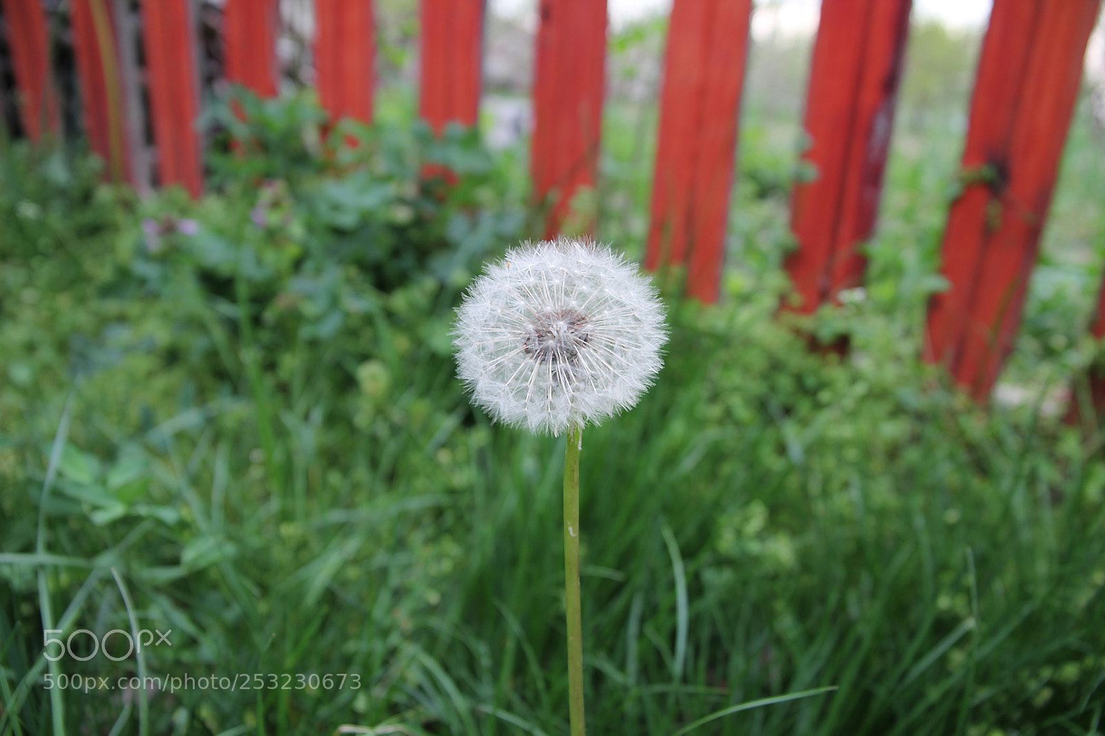 Canon EOS 60D sample photo. Img photography