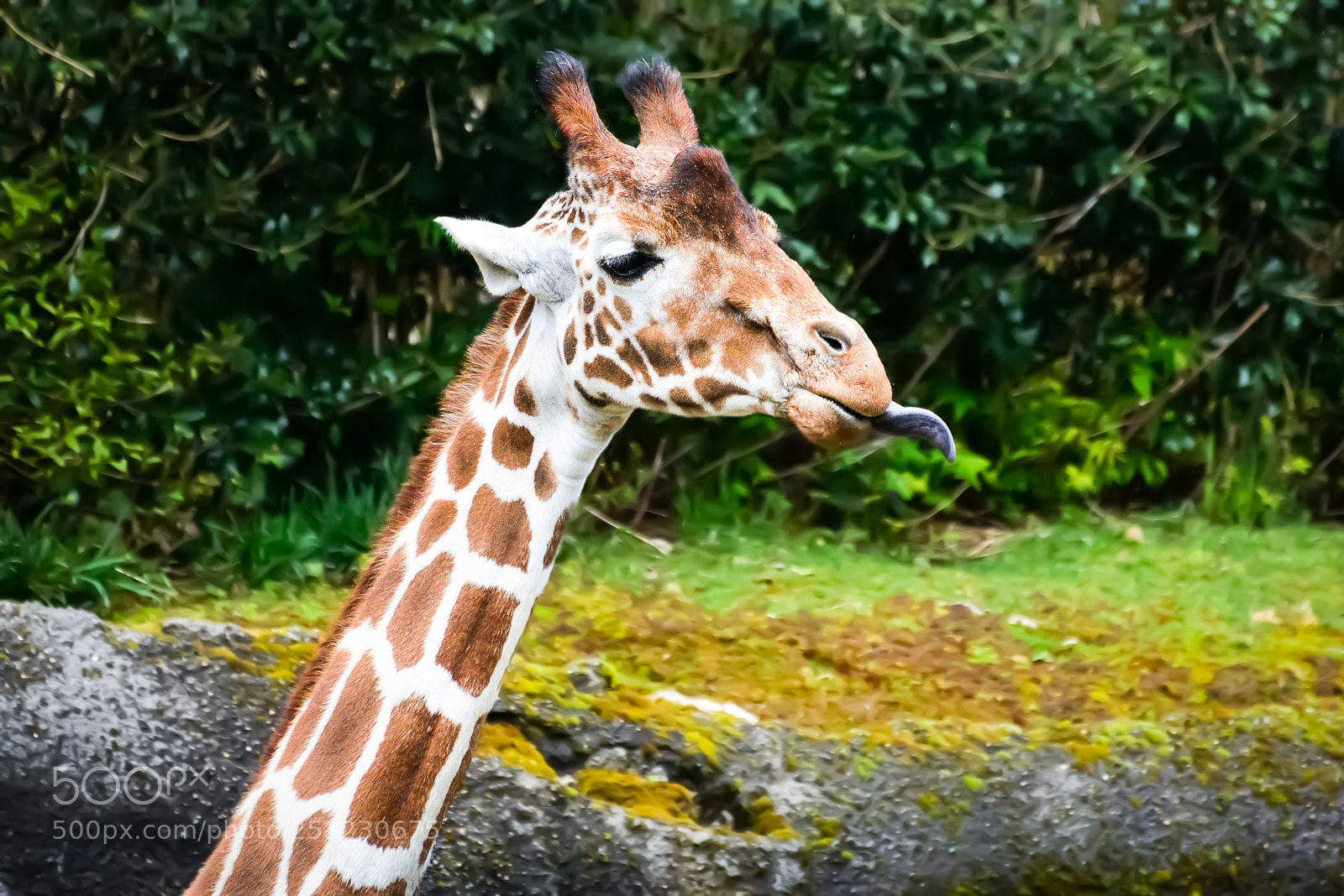 Nikon D800 sample photo. Extra long boy photography