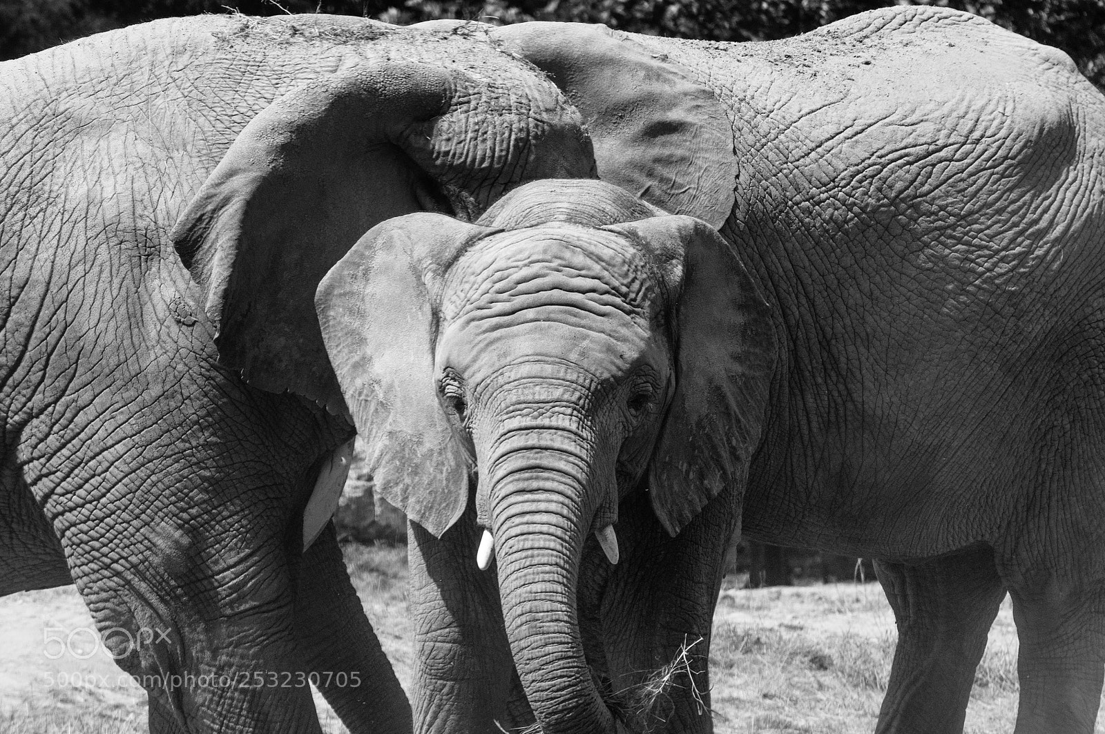 Nikon D90 sample photo. Elephant photography