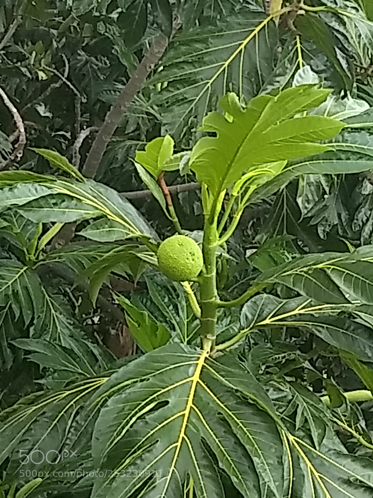 Motorola Moto G (5) Plus sample photo. Img_20180409_153145446.jpg photography