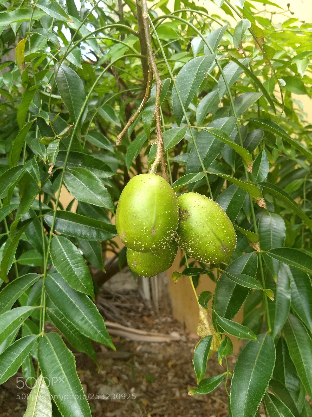 Motorola Moto G (5) Plus sample photo. Img_20180409_142028101.jpg photography