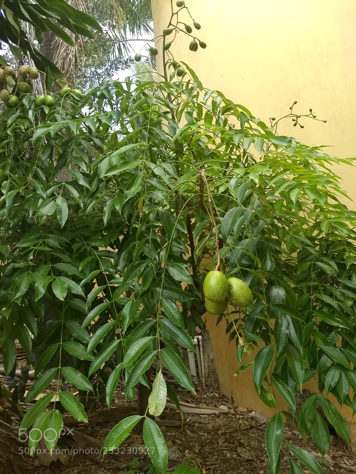 Motorola Moto G (5) Plus sample photo. Img_20180409_142021700.jpg photography