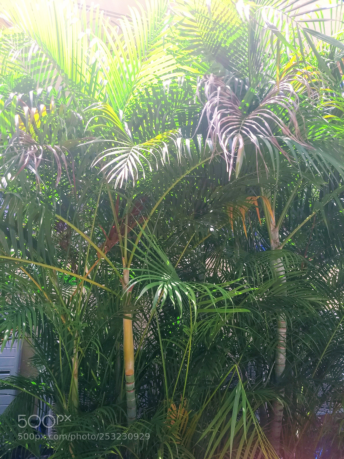 Motorola Moto G (5) Plus sample photo. Img_20180409_122045428.jpg photography