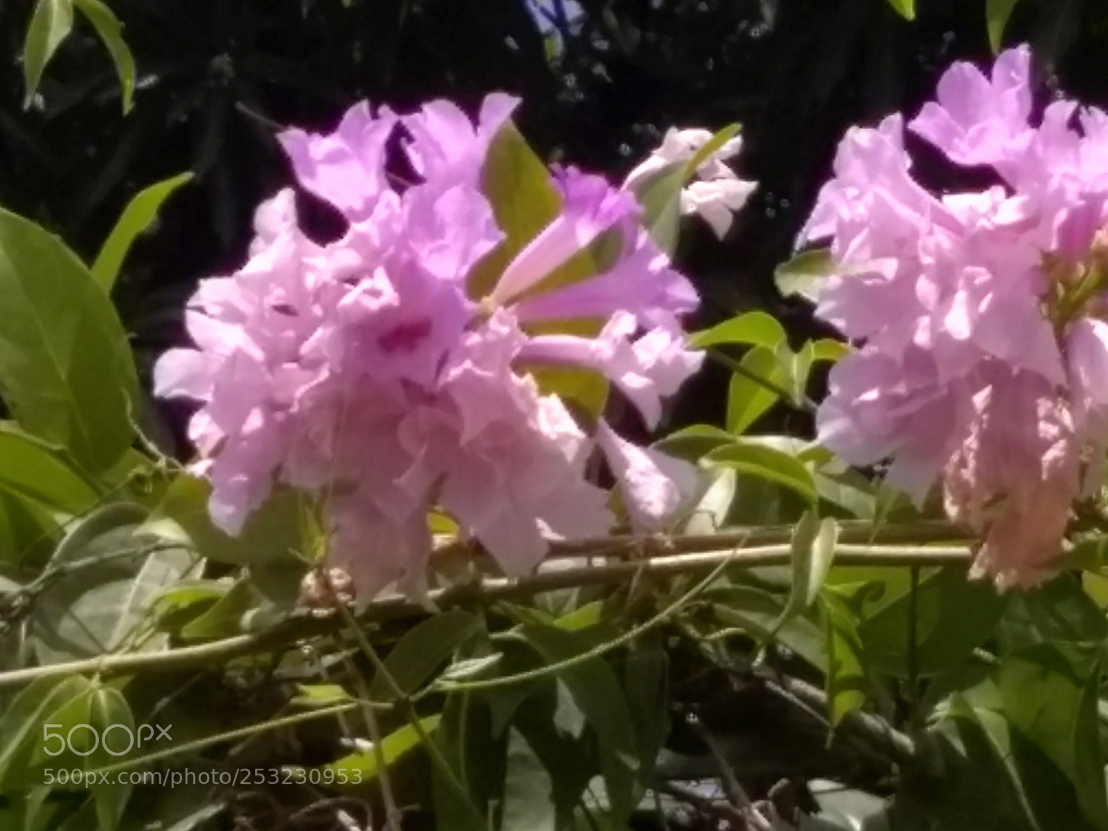 Motorola Moto G (5) Plus sample photo. Tropical flowers photography