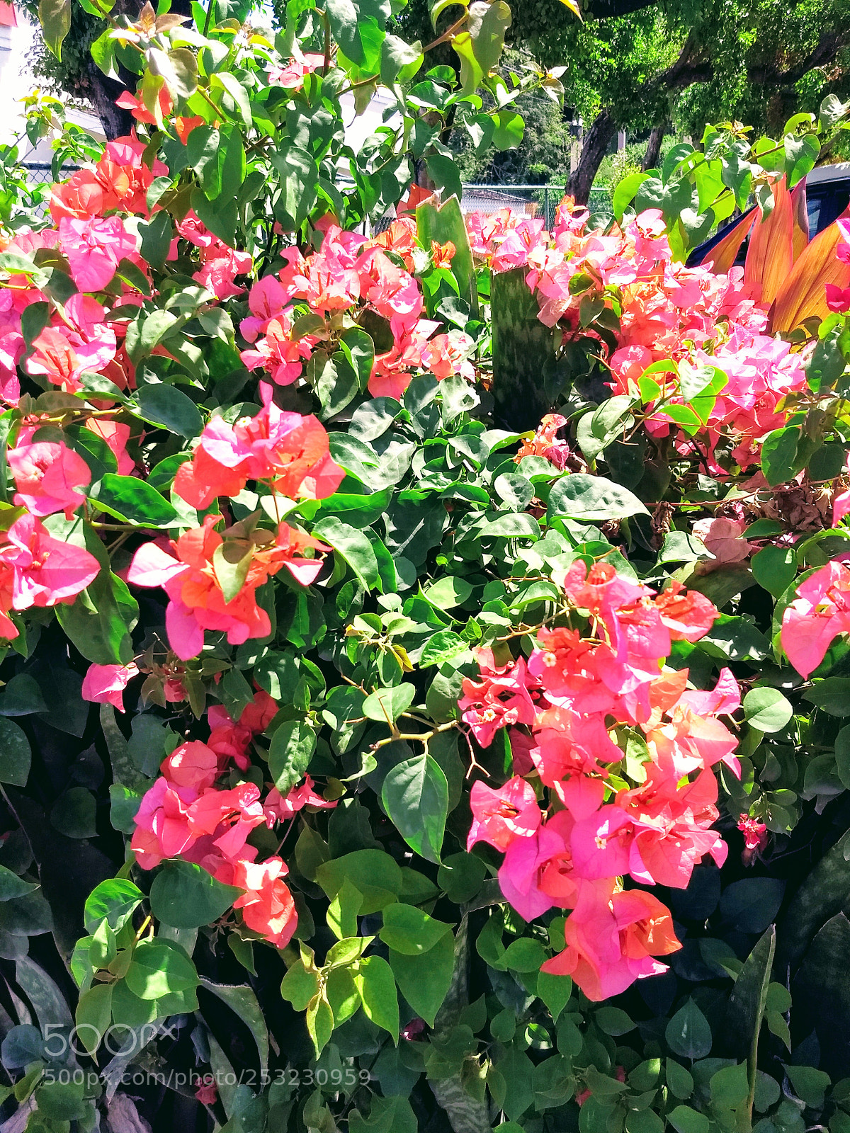 Motorola Moto G (5) Plus sample photo. Img_20180409_104226184.jpg photography