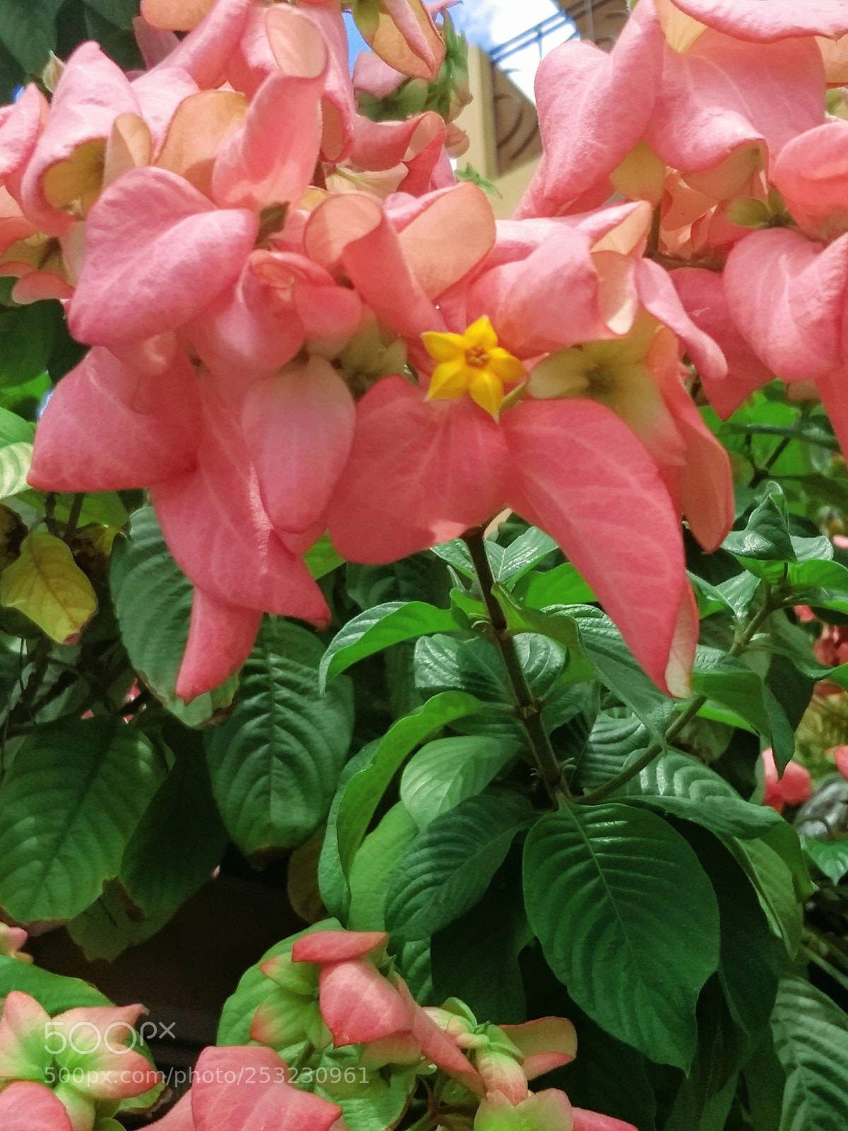 Motorola Moto G (5) Plus sample photo. Img_20180409_124814926.jpg photography