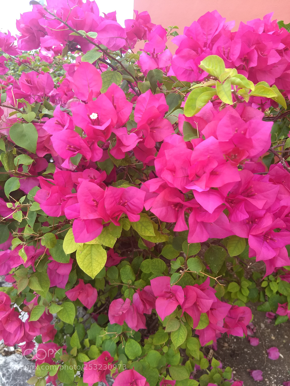 Motorola Moto G (5) Plus sample photo. Img_20180409_124231690.jpg photography