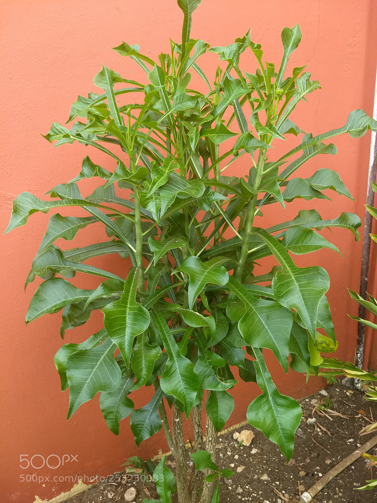 Motorola Moto G (5) Plus sample photo. Img_20180409_124209685.jpg photography
