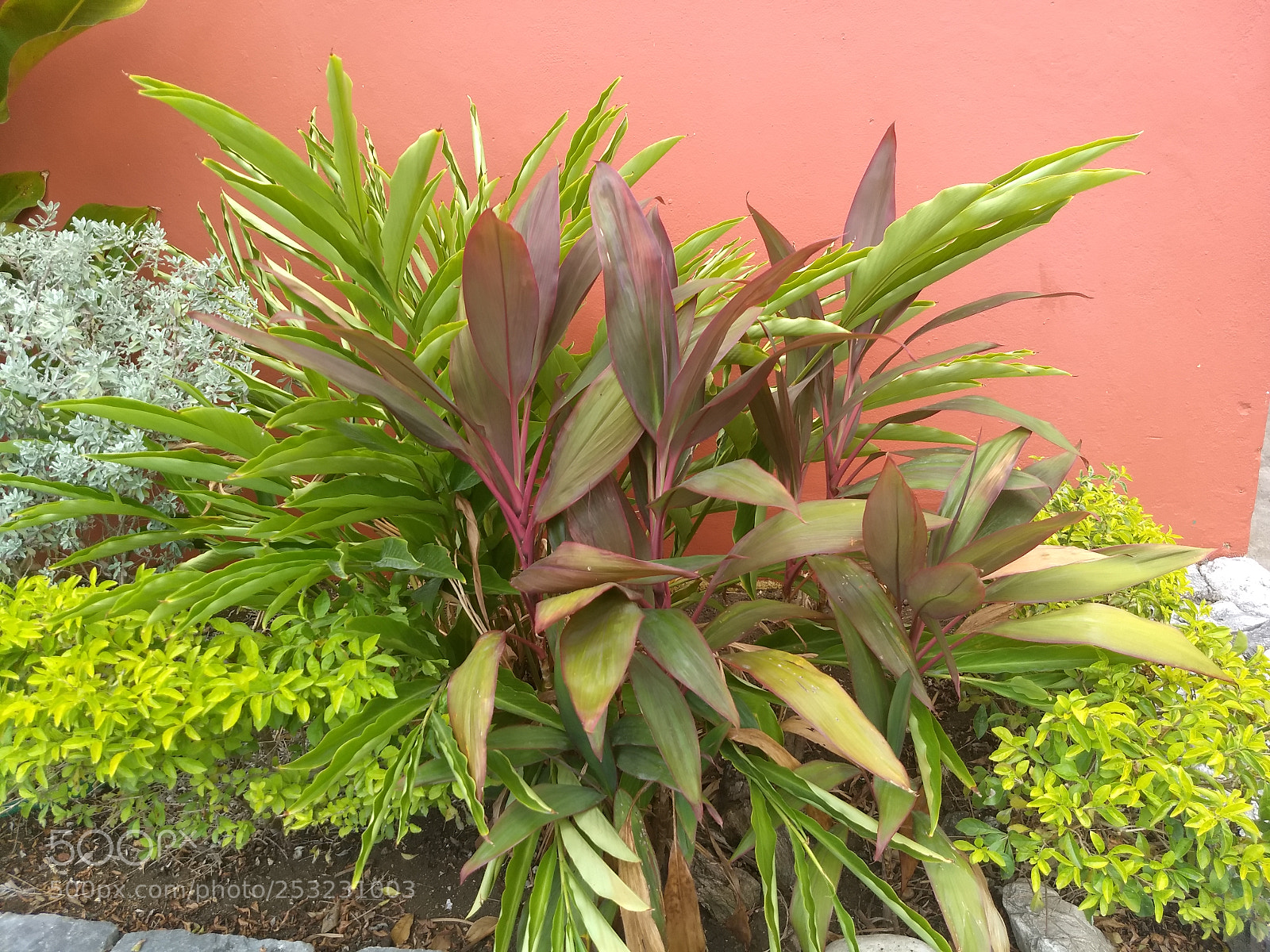 Motorola Moto G (5) Plus sample photo. Img_20180409_124123788.jpg photography
