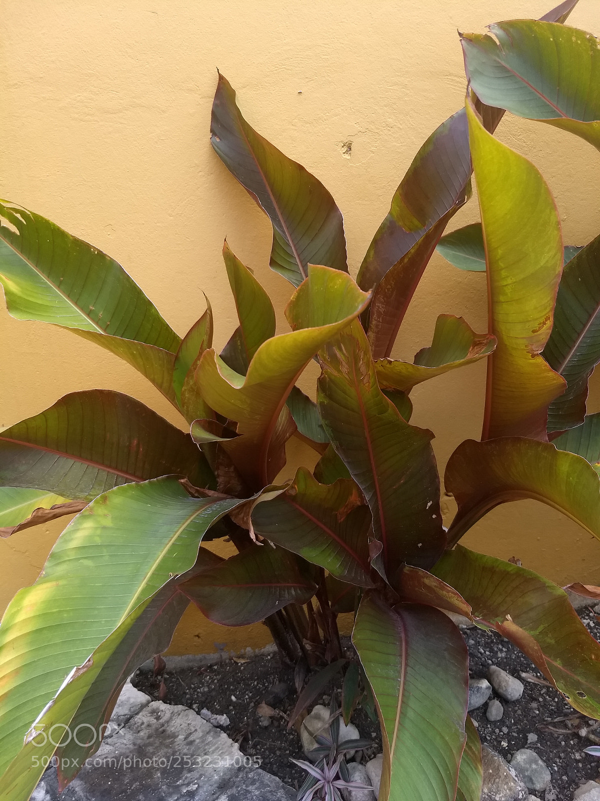 Motorola Moto G (5) Plus sample photo. Img_20180409_124111715.jpg photography