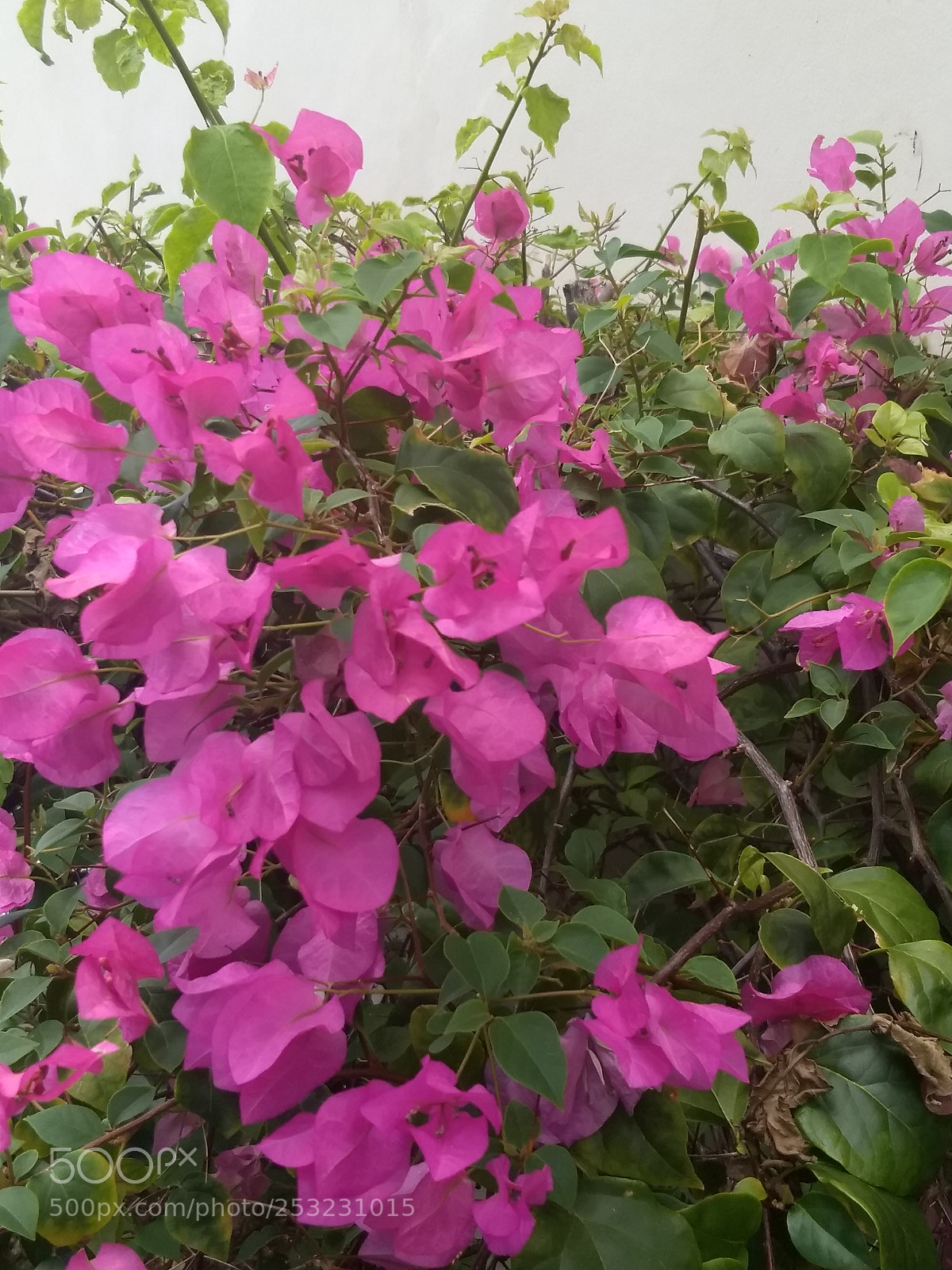 Motorola Moto G (5) Plus sample photo. Img_20180409_123910827.jpg photography