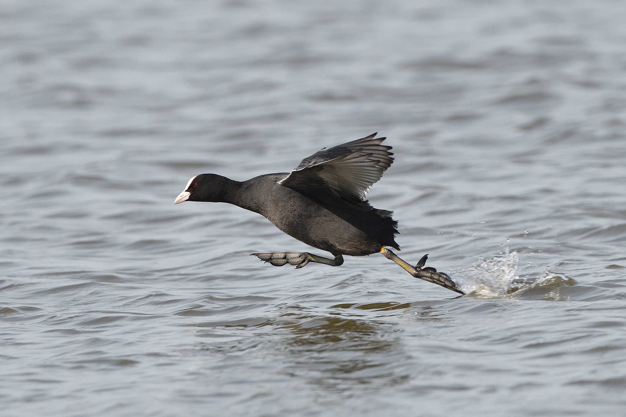 Nikon D850 + Nikon AF-S Nikkor 500mm F4G ED VR sample photo. Helgoland photography
