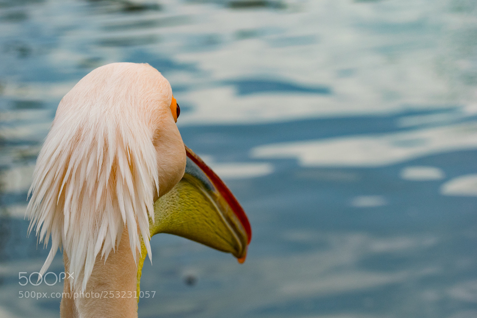Nikon D5300 sample photo. Pelican photography