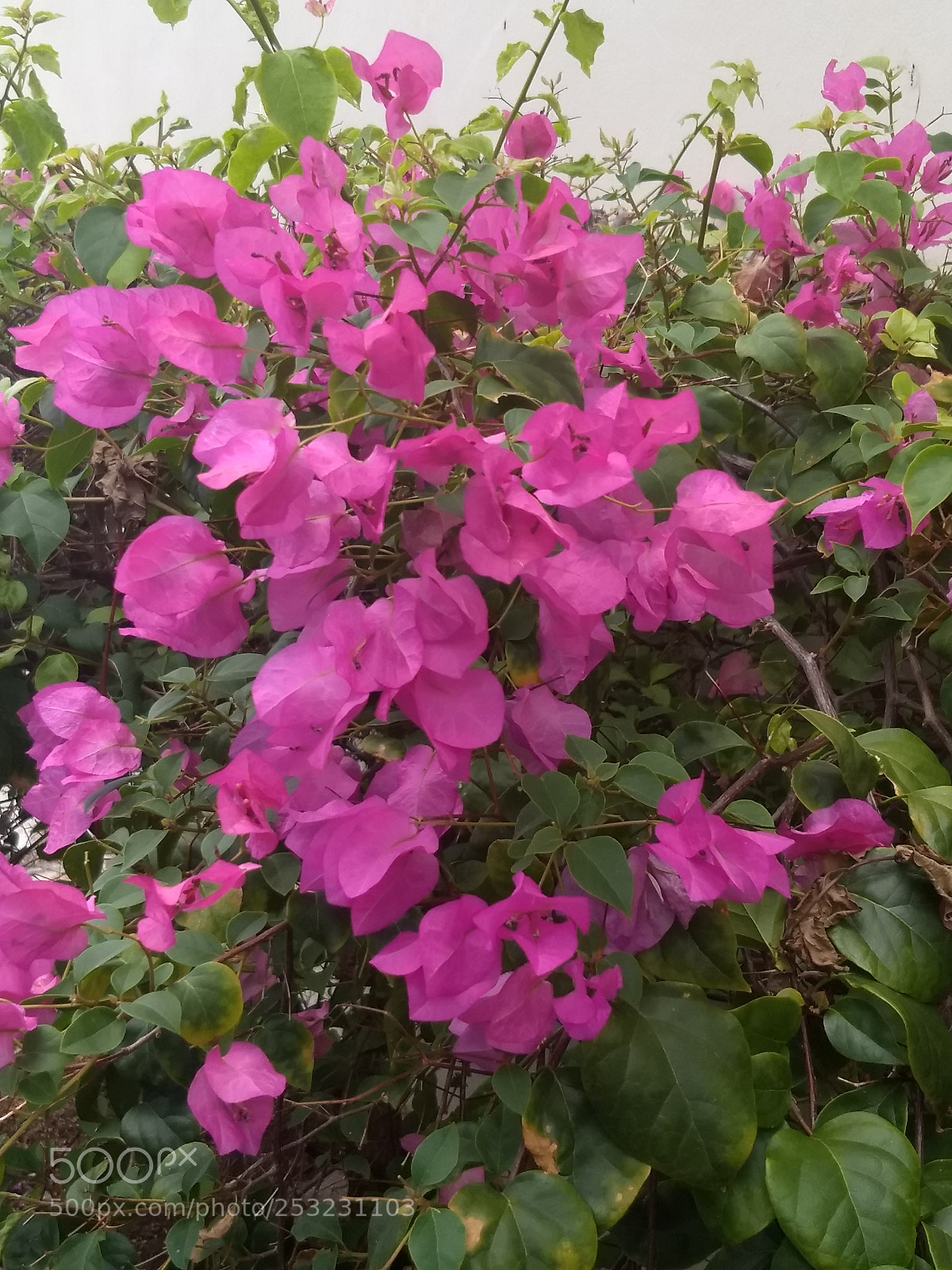 Motorola Moto G (5) Plus sample photo. Img_20180409_123905126.jpg photography