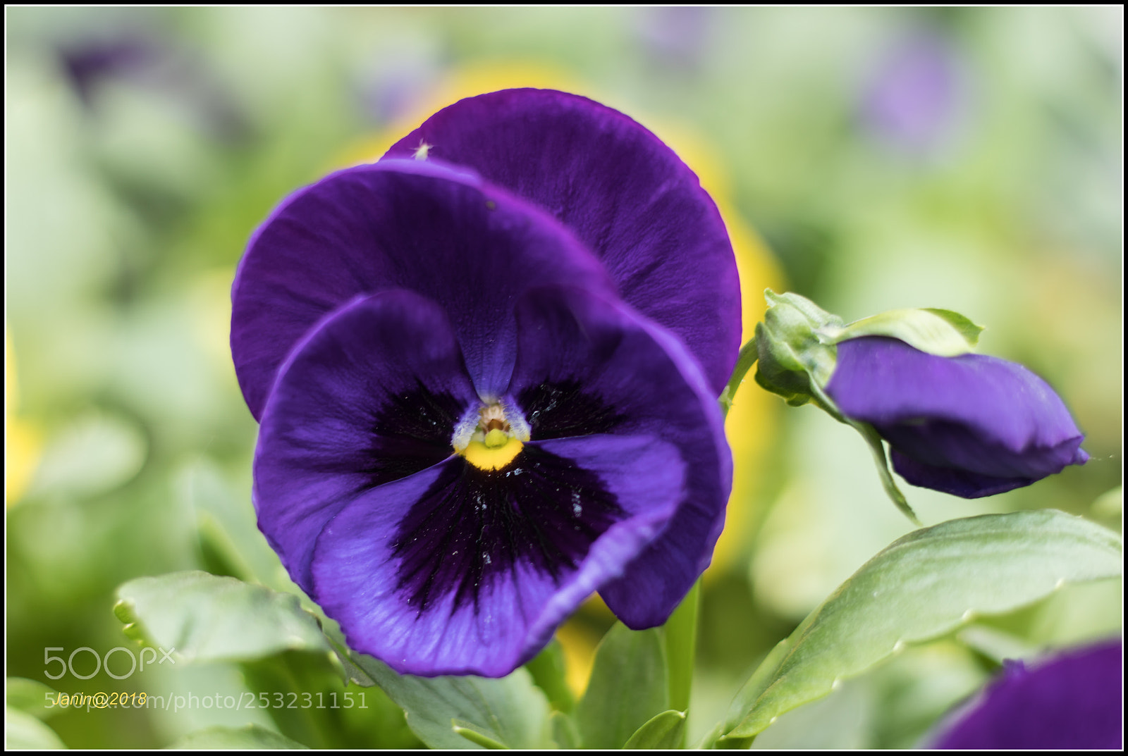 Canon EOS 77D (EOS 9000D / EOS 770D) sample photo. Beautiful pansies photography