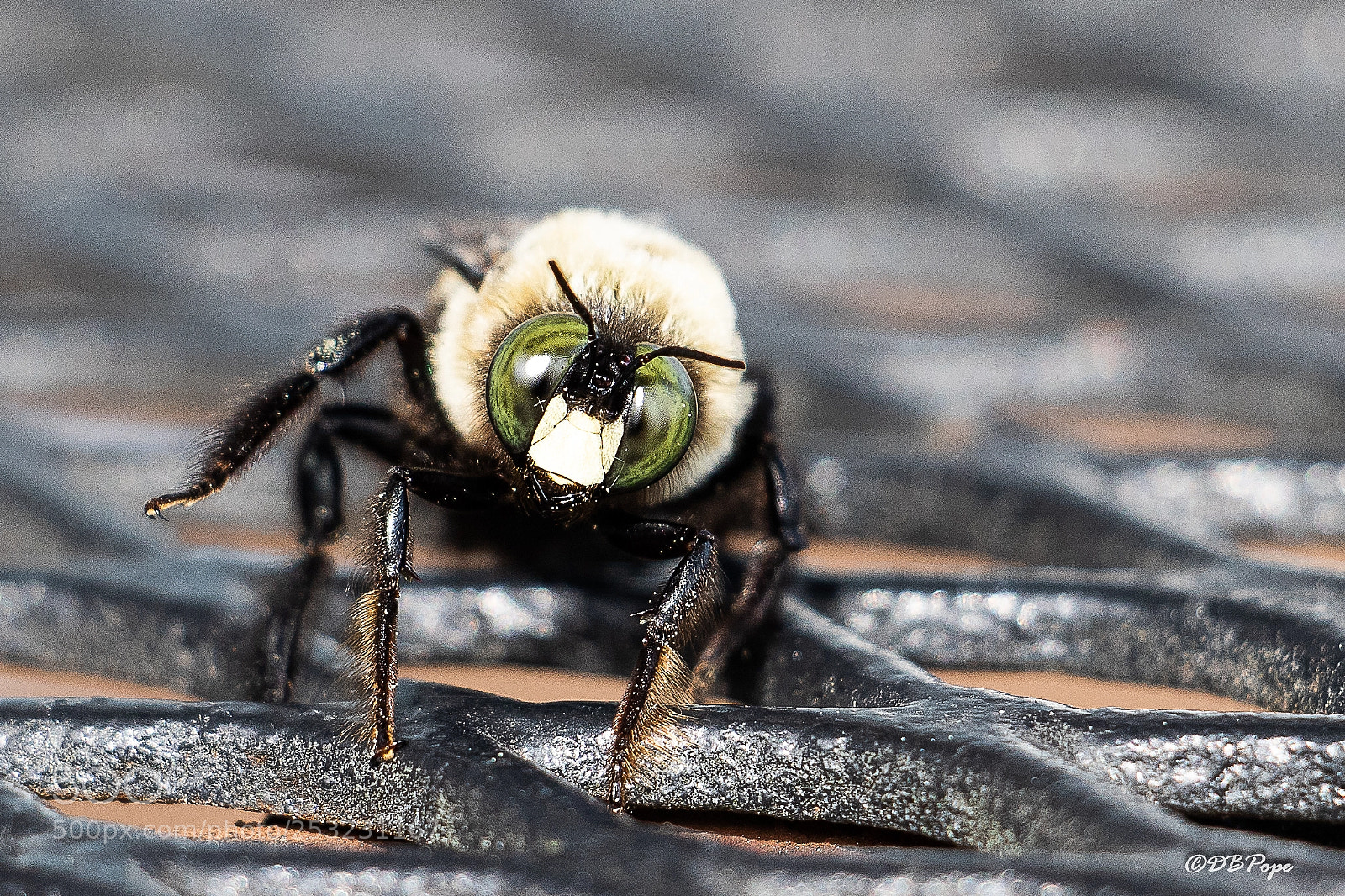 Canon EOS 7D Mark II sample photo. Here's lookin' at you photography