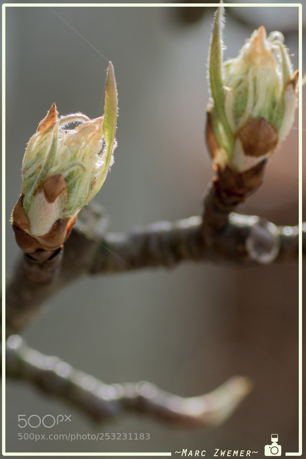 Sony ILCA-77M2 sample photo. Coming soon...... blossom of photography