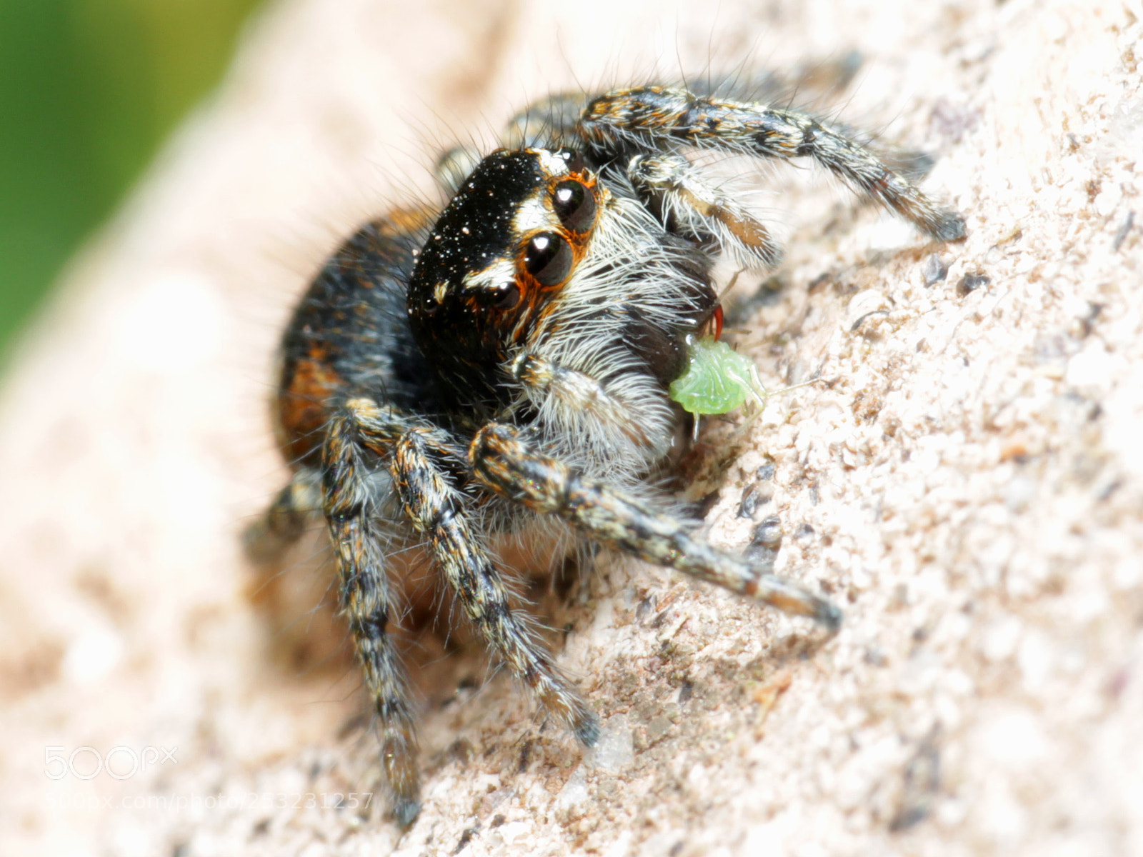 Canon EOS 600D (Rebel EOS T3i / EOS Kiss X5) sample photo. Jumper photography
