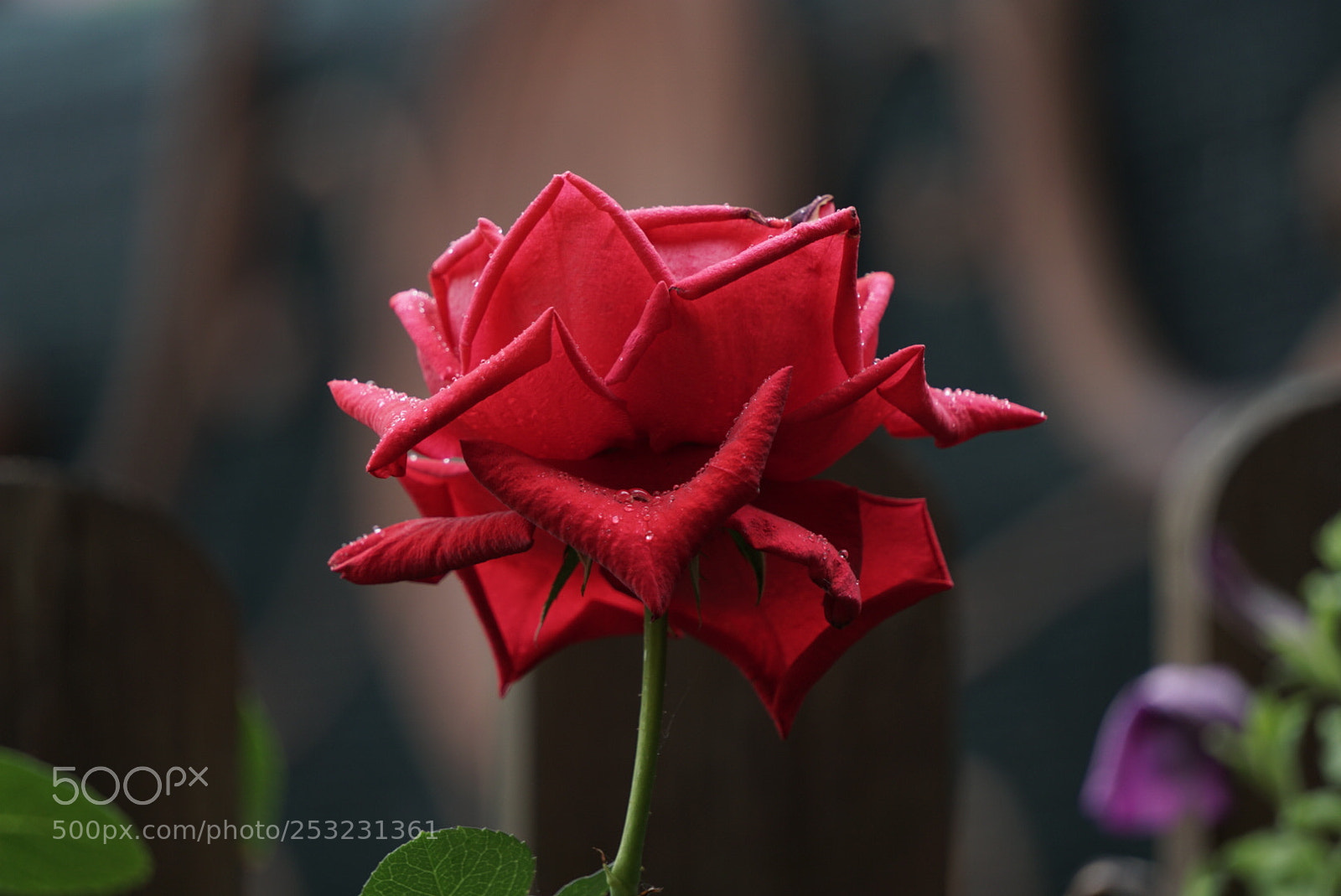 Sony a6000 sample photo. Red rose photography