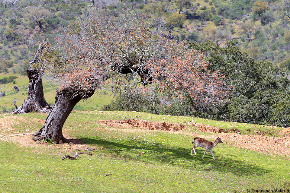 Nikon D800 sample photo. Dama dama - fallow photography