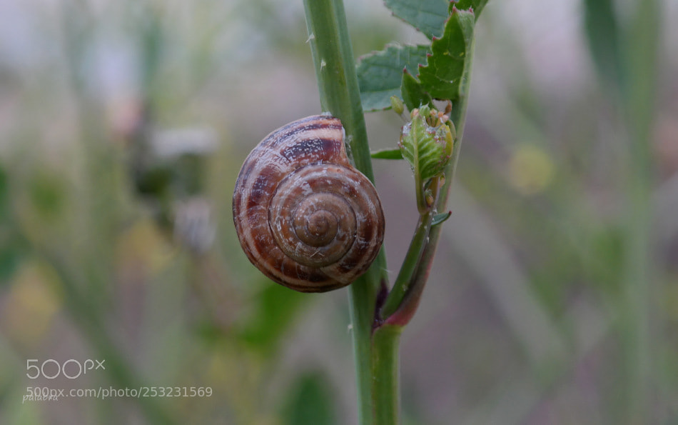 Samsung NX30 sample photo. ... photography
