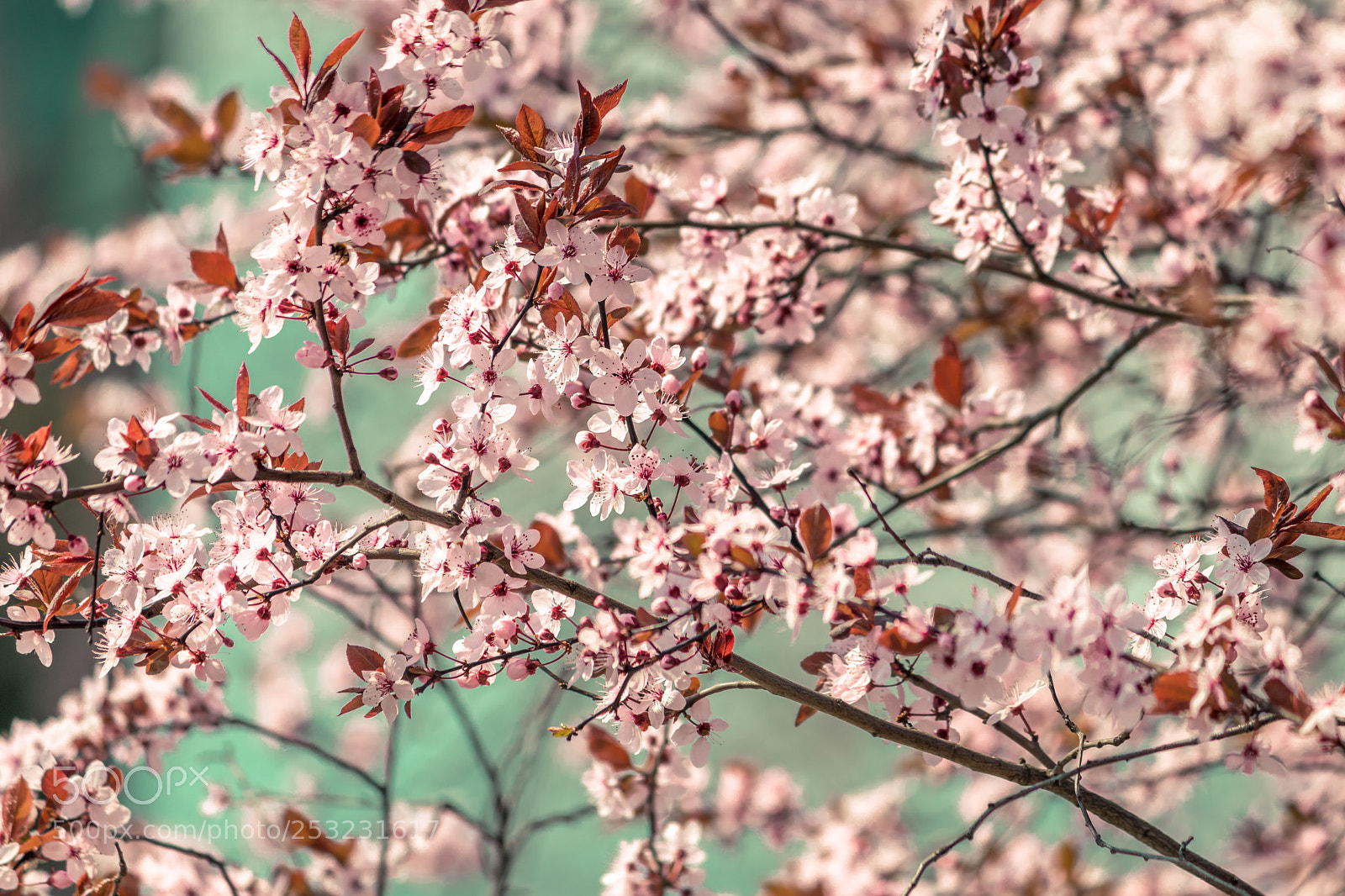Canon EOS 77D (EOS 9000D / EOS 770D) sample photo. Spring is here photography
